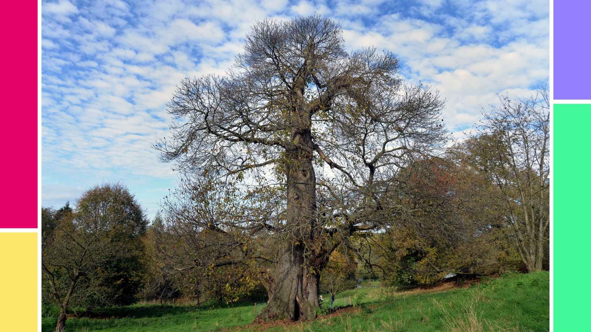 Esskastanie, Nationalerbe-Baum in Aachen